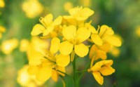 MIMULUS